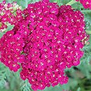 Achillea millefolium (hort.) Red Velvet