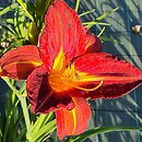 Hemerocallis ×hybrida Generał Stanisław Sosabowski