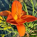 Hemerocallis ×hybrida Generał Stanisław Maczek
