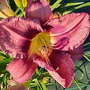 Hemerocallis ×hybrida Florian Albert