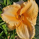 Hemerocallis ×hybrida Eryk
