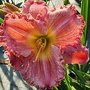 Hemerocallis ×hybrida Dekanat