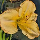 Hemerocallis ×hybrida Danae