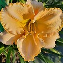 Hemerocallis ×hybrida Brygada