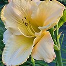 Hemerocallis ×hybrida Brandys