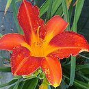 Hemerocallis ×hybrida Borodino