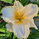 Hemerocallis ×hybrida Bolestraszyce