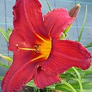 Hemerocallis ×hybrida Augustyn