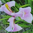 Iris ensata Rose Queen