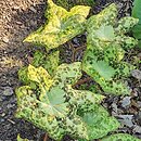 Podophyllum versipelle Spotty Dotty