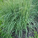 Molinia arundinacea s.str. Mostenveld