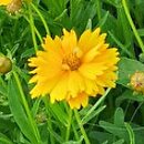 Coreopsis grandiflora Presto