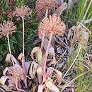 Allium cv. Ostara