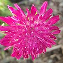 Knautia macedonica Thunder and Lightning