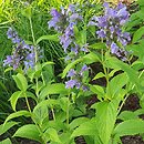 Nepeta ×faassenii Limelight