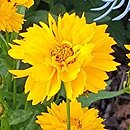 Coreopsis grandiflora Early Sunrise