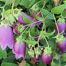 Campanula takesimana Elizabeth