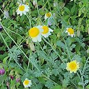 Anthemis tinctoria Susanna Mitchell