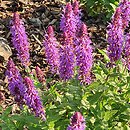 Salvia Rhapsody in Blue