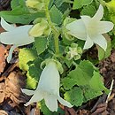 Campanula alliariifolia Snow Dune