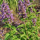 Nepeta kubanica Bokratune