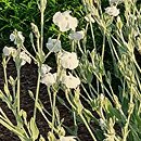 Lychnis coronaria Alba
