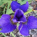 Iris sibirica Sobowtór