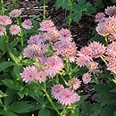 Astrantia major Roma