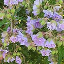 Geranium pratense Cloud Nine