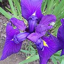 Iris ensata Aiogata