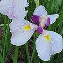 Iris ensata Queen's Tiara