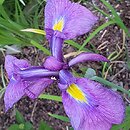 Iris ensata Midnight Stars