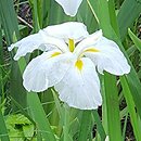 Iris ensata White Ladies