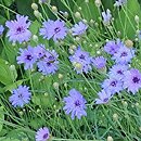 Catananche caerulea (kupidynek błękitny)
