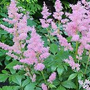 Astilbe Showstar