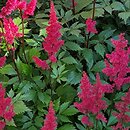 Astilbe Granat