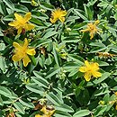 Hypericum calycinum Rose von Sharon