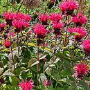Monarda didyma Bee-Purple