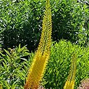 Eremurus ×isabellinus