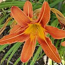 Hemerocallis fulva Kwanso