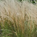 Stipa tirsa (ostnica cienkolistna)