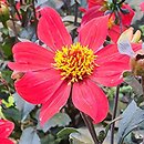 Dahlia hort. Happy Days Scarlet