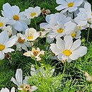 Cosmos bipinnatus Casanova White