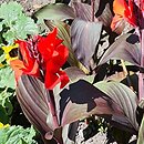 Canna indica hort. Cannova Bronze Scarlet