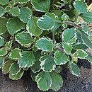 Coleus paniculatus Variegata