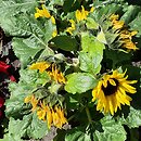 Helianthus annuus Sunsation Yellow