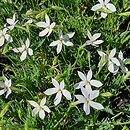 Isotoma Stella White