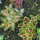 Solenostemon scutellarioides Wizard Mix