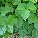 Toxicodendron rydbergii (sumak Rydberga)