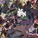 Oxalis triangularis (szczawik trójkątny)